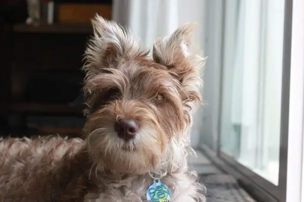 Chonzer (Bichon Frise & Miniature Schnauzer Mix) : photos, informations, soins et plus