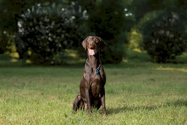 Saksan lyhytkarvainen osoitin puistossa