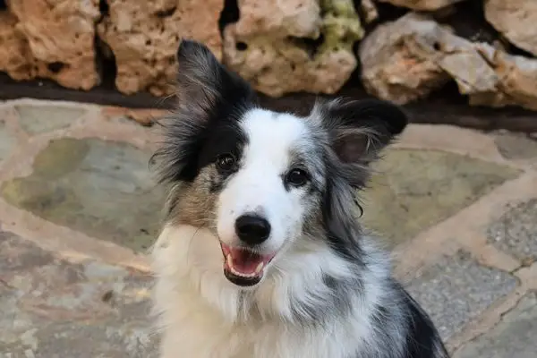 Mini raça de gossos Border Collie: imatges, informació, temperament i més