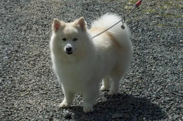 כלב פומסקי עומד על הקרקע