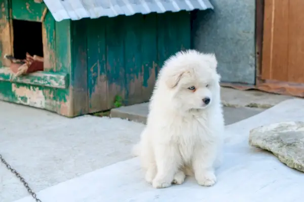 כלב פומסקי לבן יושב