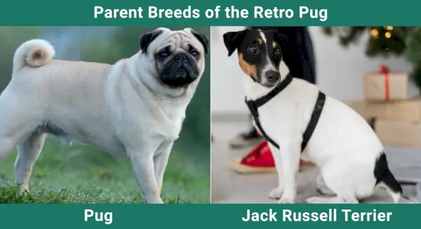 גזעי הורים של פאג הרטרו