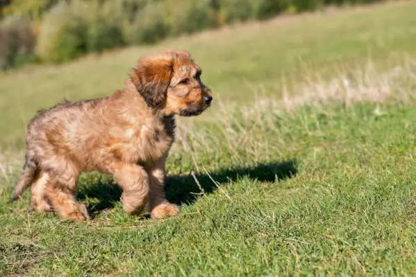 Chiot Briard courant sur l'herbe