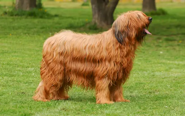 Chien briard