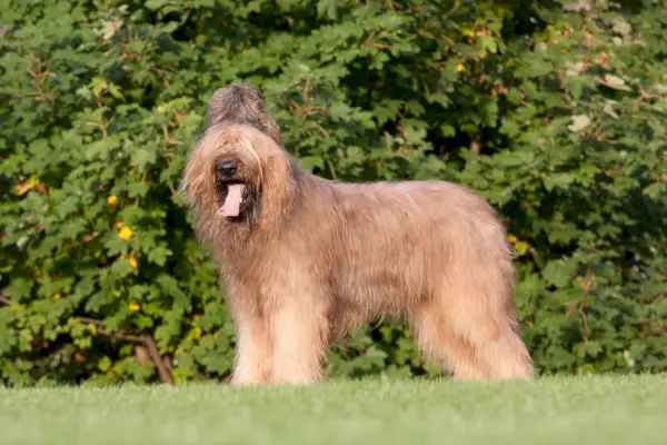 Chien briard