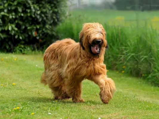Chien briard