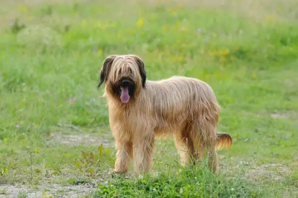 Briard
