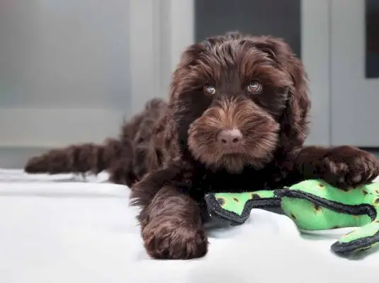 Schattig labradoodle puppy liggend met speelgoed tussen poten