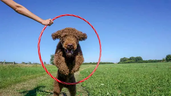 Brown Labradoodle springt door een band
