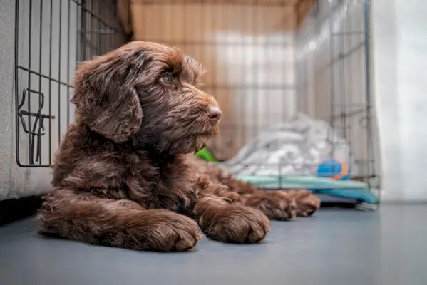 chocolade labradoodle