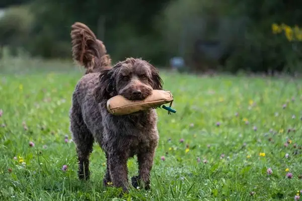 Chocoladebruine Labradoodle-hond die trainingspop ophaalt