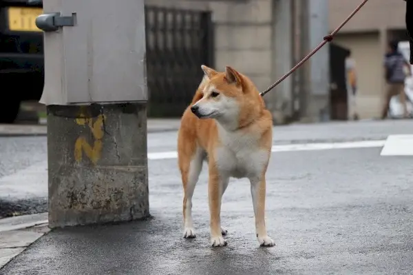 Shiba-Inu-kutya