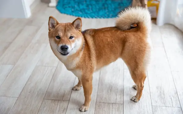női shiba inu áll a padlón a lakásban