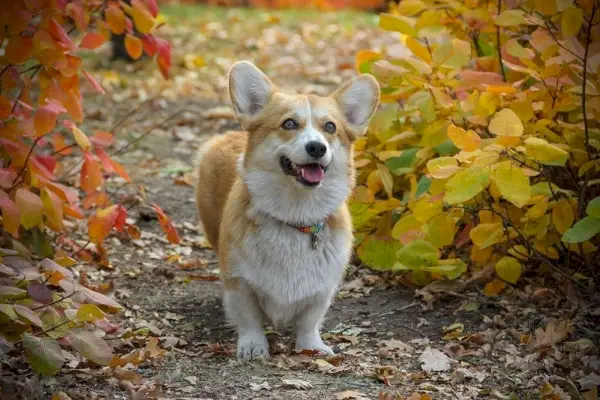 Pembroke Welsh Corgi_Pixabay