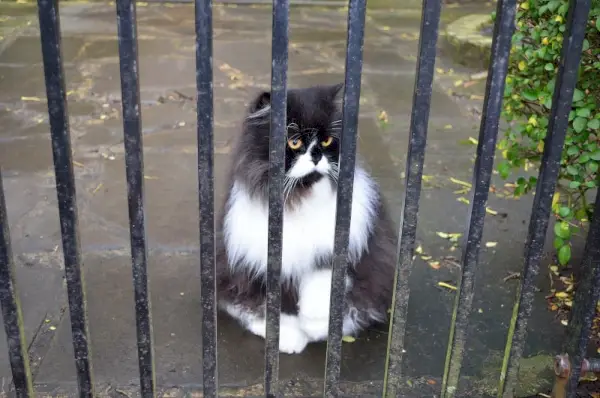 kaķis sēž pie vārtiem