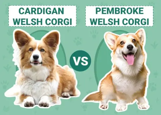 Cardigan Welsh vs Pembroke Welsh Corgi: las diferencias (con imágenes)