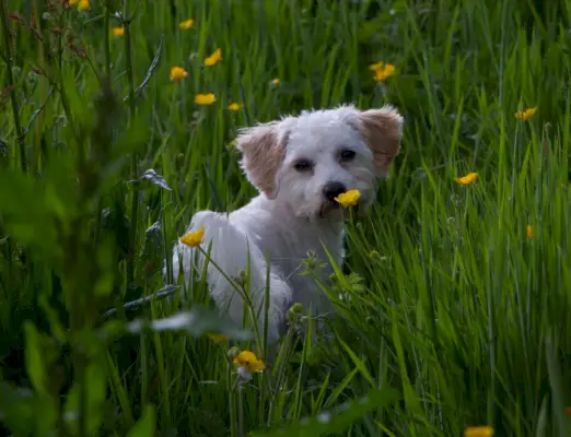 כלב קבצ'ון בדשא