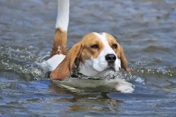 Beagle Plávanie