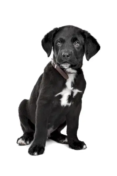 Nemecká doga-Rottweiler-mix_Erik-Lam