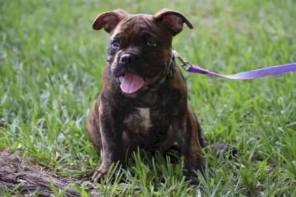 pitbull terrier seduto sull'erba