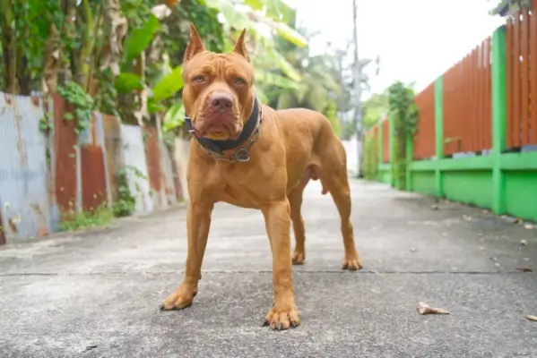 Un Pitbull americano marrone che sta sulla strada