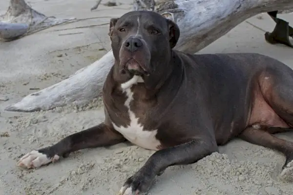 Cane della miscela Pitbull Labrador Retriever