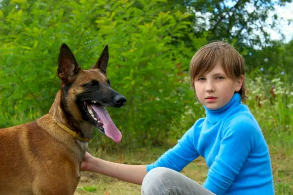 Cachorro malinois belga brincando com menina