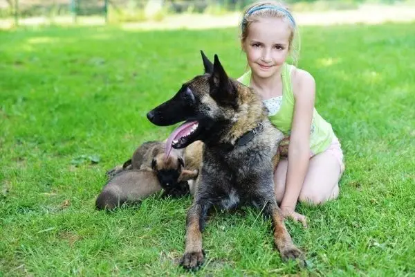 Malinoisul belgian este bun cu copiii? Temperament și Comportament