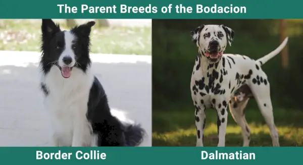 Родителските породи на Bodacion