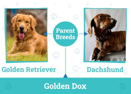 Родительские породы Golden Dox