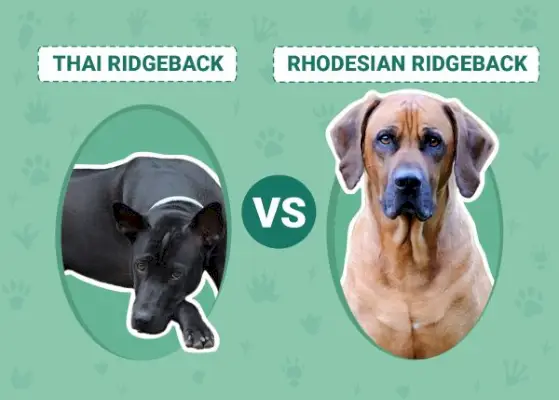 Tajski vs Rhodesian Ridgeback: Porównanie ras (ze zdjęciami)