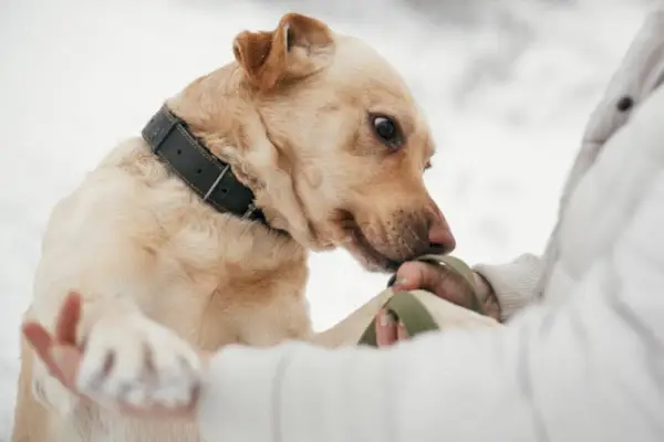 雪に覆われた冬の公園で人の手を嗅ぐゴールデンラブラドール犬