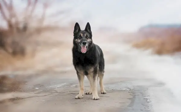 pastor alemán europeo en el camino