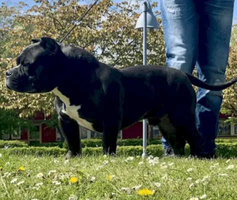 Gotti Pitbull : photos, guide d'entretien, tempérament et traits