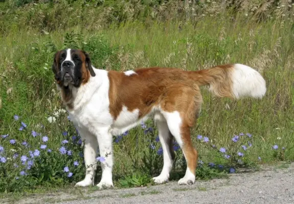 saint bernard pes vonku