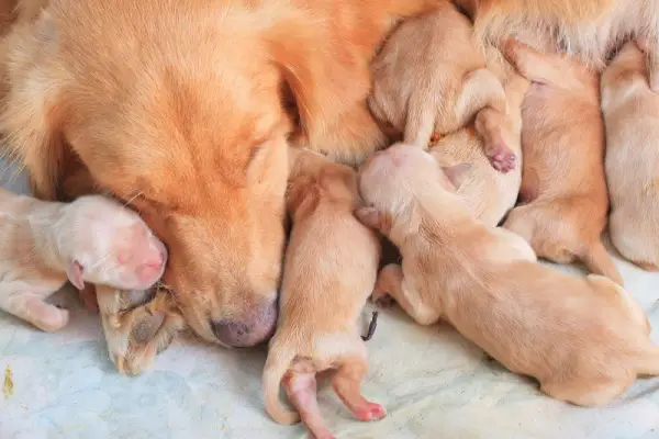 cuccioli che allattano madre cane, postnatale