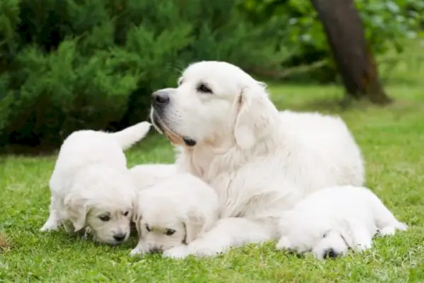 Quanti cuccioli hanno i Golden Retriever? Dimensione media e massima della cucciolata