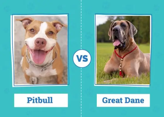 Pitbull vs Great Dane: les diferències (amb imatges)