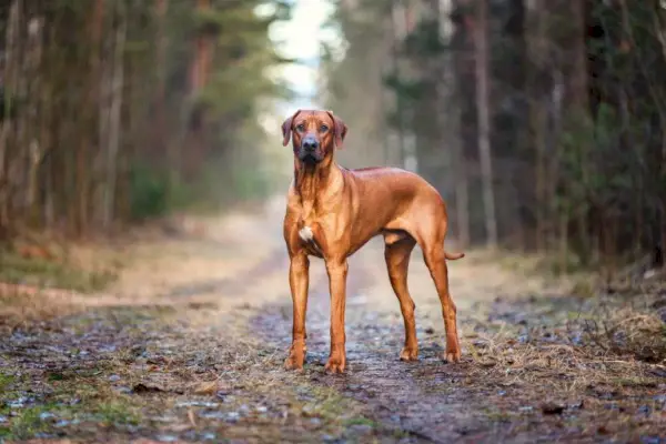 Rhodesian Ridgeback_Shutterstock_Osetrik