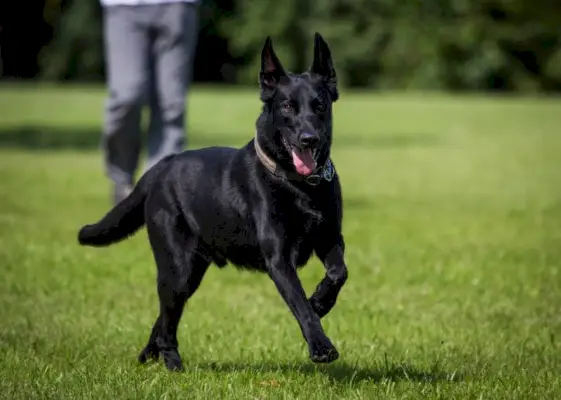 svart belgisk malinois gjeterhund