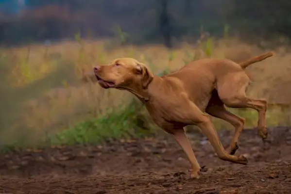 šuo vizlas bėgioja kartu