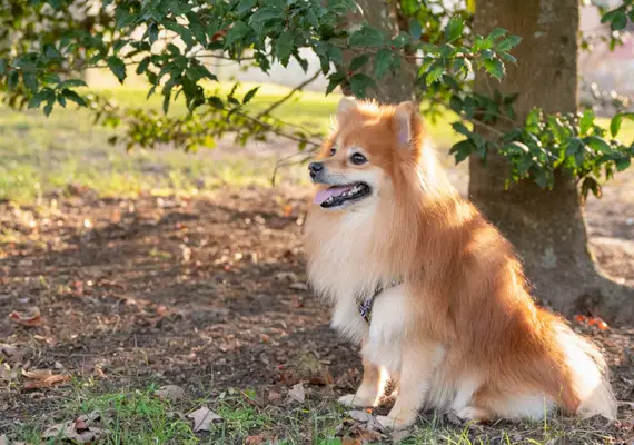 Feliz zorro rojo sable se enfrentó a un perro Pomerania sentado bajo la sombra de un árbol