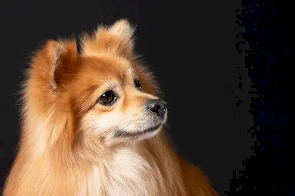 Foto de perfil lateral de un perro pomerania de marta roja con cara de zorro