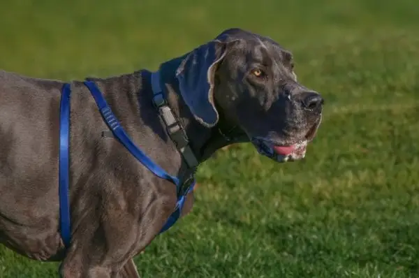 Quant baven els grans danesos? Causes comuns i prevenció