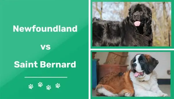 Newfoundland Dog vs St. Bernard: Principalele diferențe (cu imagini)