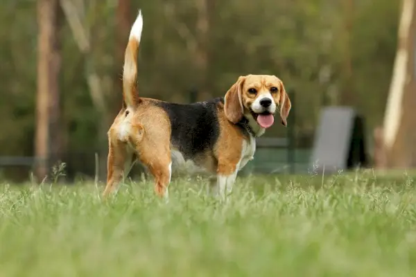 Két hónapos tricolor beagle fajtatiszta kölyökkutya