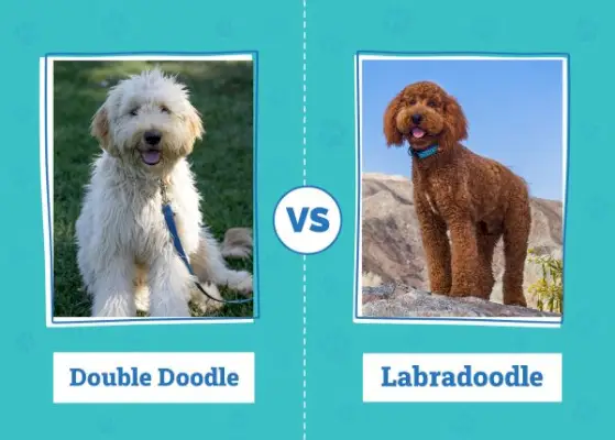 Double Doodle versus Labradoodle: belangrijkste verschillen (met afbeeldingen)