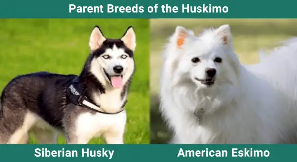 Parent_breeds_Huskimo