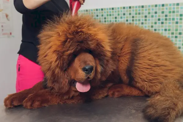 stell av tibetansk mastiff