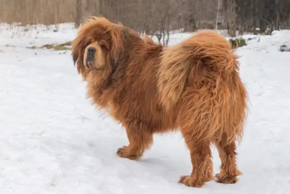 tibetansk mastiff som står i snø
